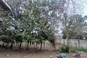 ویلا باغ مبله دوخواب در ماسال
