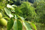 سوئیت روستایی ترنج در طبقه همکف ویلا رودبار