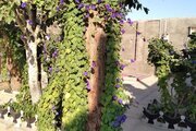 ویلا تکخواب سنتی کاج در فردوس