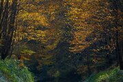 خانه ویلایی دو خواب مبله در سوادکوه