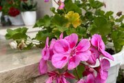 ویلا دوخواب امیرعلی در ماسال