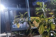 کلبه سوئیسی دوبلکس تکخواب در خمام