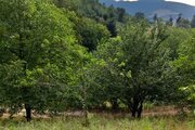 سوئیت روستایی ترنج در طبقه همکف ویلا رودبار