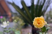 کلبه سوئیسی دوبلکس جکوزی دار دوخواب در ماسال