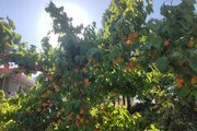 باغ ویلا دو خواب مبله در الیگودرز