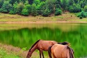 کلبه جنگلی تکخواب مبله در تالش سراگاه
