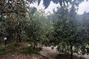 کلبه سوئیسی دوبلکس تکخواب