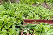واحد دو خواب افرا در طبقه اول ویلای لیسار