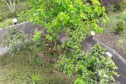 کلبه سوئیسی دوبلکس تکخواب در سوادکوه