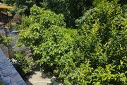 واحد تکخواب در طبقه همکف ویلای شیرگاه