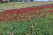 آپارتمان دو خواب سرای آرامش 1 در دیلمان