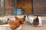 کلبه سوئیسی دوبلکس تکخواب در منجیل