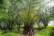 واحد طبقه دوم سه خوابه باغ یاس در ماسال | نمای باغ