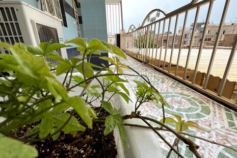 آپارتمان مبله 3 خواب نیل در بوشهر