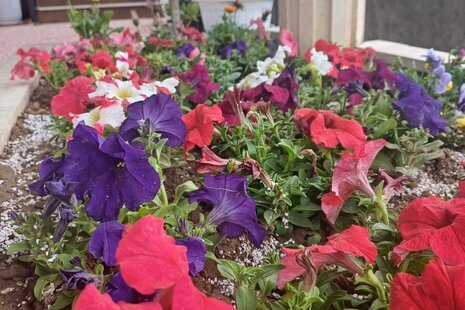 واحد تکخواب چهره در طبقه اول ویلای بابل