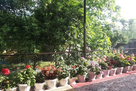 ویلا تکخواب جنگلی در نشتارود