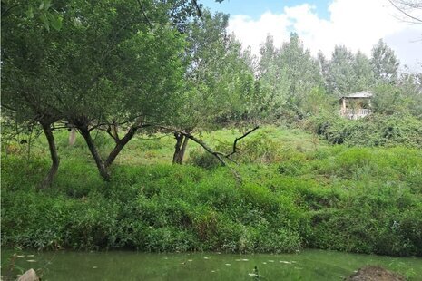 ویلا مبله تکخواب تک خانه در بابل