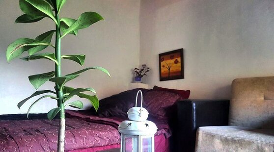 سوئیت جنگلی در لاویج