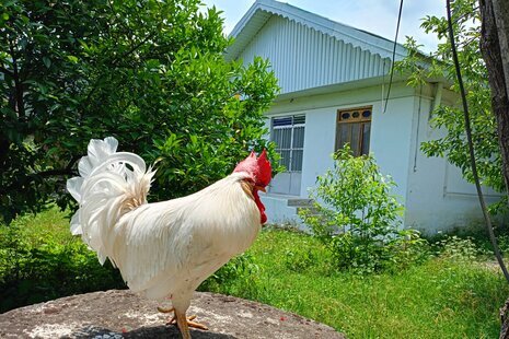 ویلای گل انار در فومن