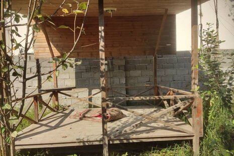 سوئیت ویلا بید در رشت