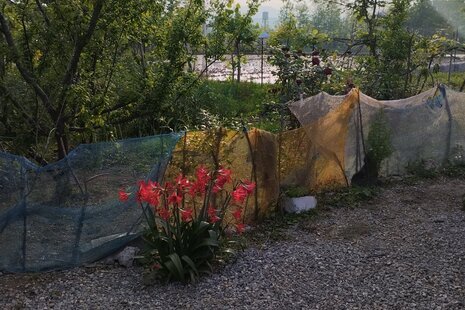 کلبه مرد کوچک در رشت