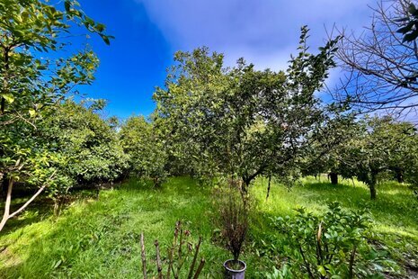 ویلا مبله تکخواب در رامسر