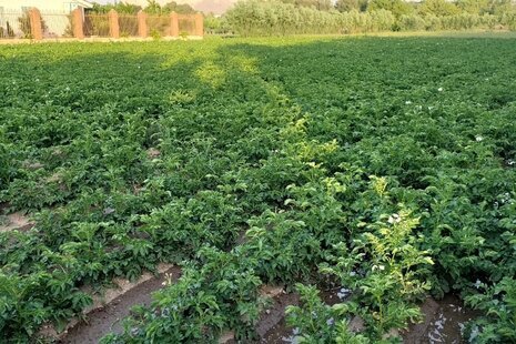 ویلا تکخواب باغی در اصفهان