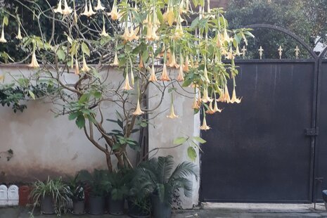 واحد دوبلکس در طبقه اول ویلا در خط هشت چالوس