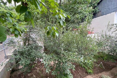 ویلا باغ تک خواب میگون در فشم