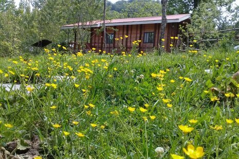 کلبه جنگلی 1 شیروان در ماسال