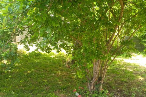 سوئیت نقلی همیشه بهار در رشت