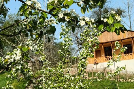 کلبه مبله تکخواب جنگلی ویشار در سوادکوه