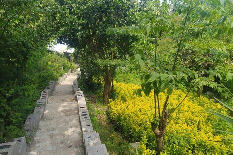 سوئیت ویلا جنگلی شمشاد در اربه کله