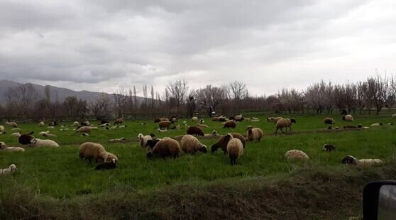 خانه ویلایی در گلپایگان