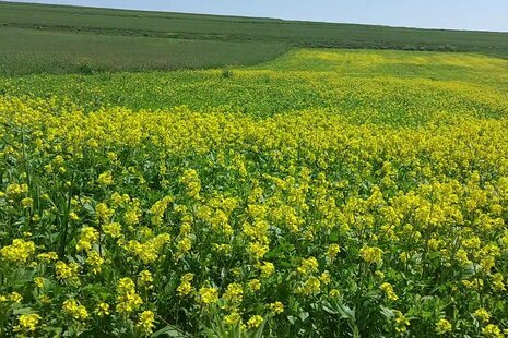 ویلا مبله تک خواب در نمین