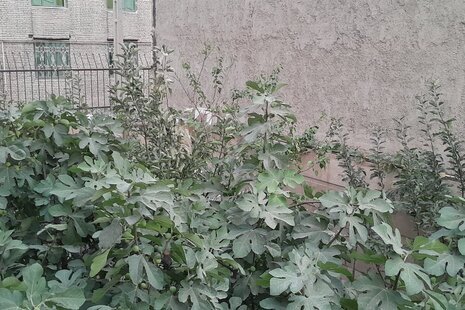 آپارتمان مبله دو خواب برکه در همدان