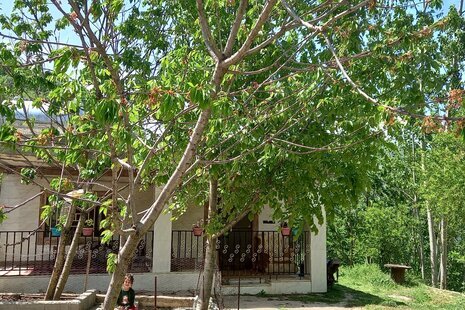 ویلا سنتی تکخواب جنگلی قرقاول در علی آباد