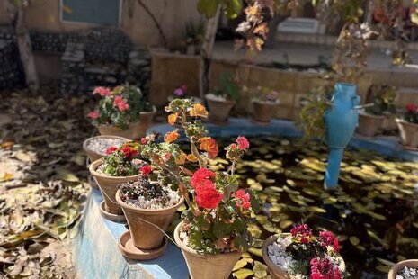 واحد تکخواب گردو در بومگردی برزک