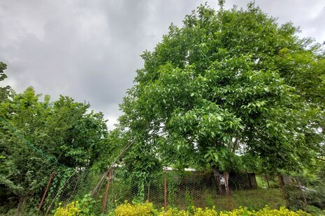 ویلا تکخواب سنتی اکبری در ماسال