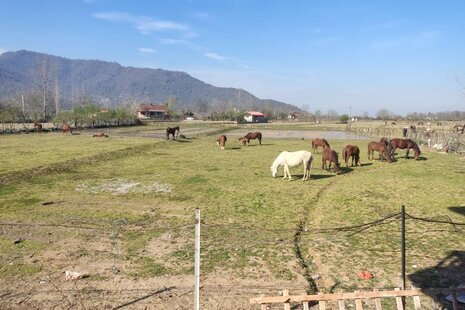 واحد مبله دوخواب در طبقه همکف ویلای ماسال