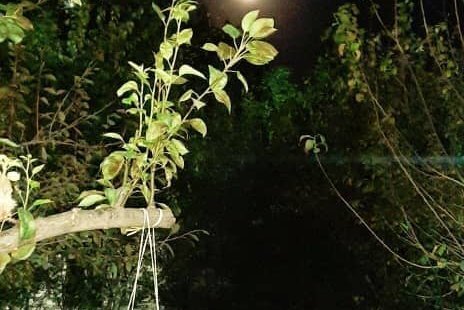 ویلای گیل آوا در رشت