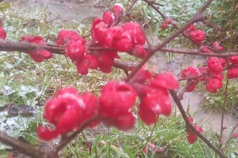 کلبه ی چوبی جنگلی محیا در لاهیجان