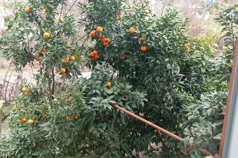 ویلا دوبلکس مبله دوخواب امیر عباس در ماسال