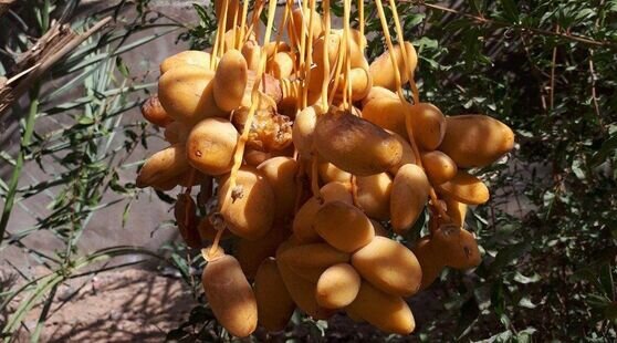 اتاق های کف خواب دراقامتگاه بومگردی در اصفهان