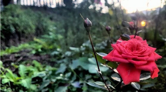 سوئیت جنگلی در لاویج