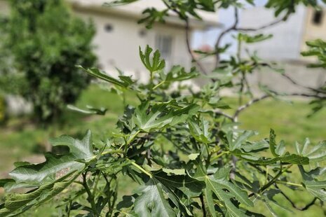 واحد مبله تکخواب بهار در طبقه همکف ویلای اسالم