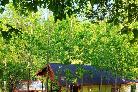 کلبه چوبی آرامش در ماسال