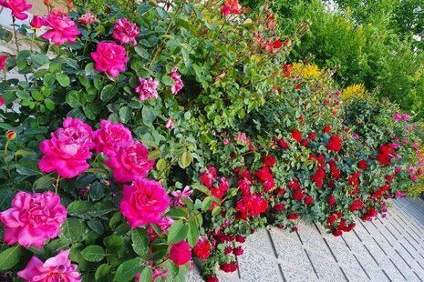 ویلا مبله تکخواب سپیدار در ساوجبلاغ