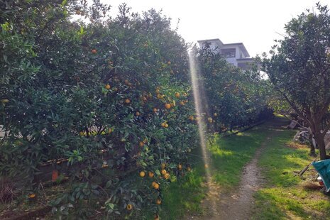 کلبه سوئیت چوبی نزدیک به ساحل در رامسر