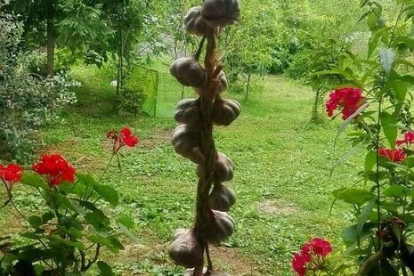 واحد تکخواب در طبقه همکف ویلا در اسالم